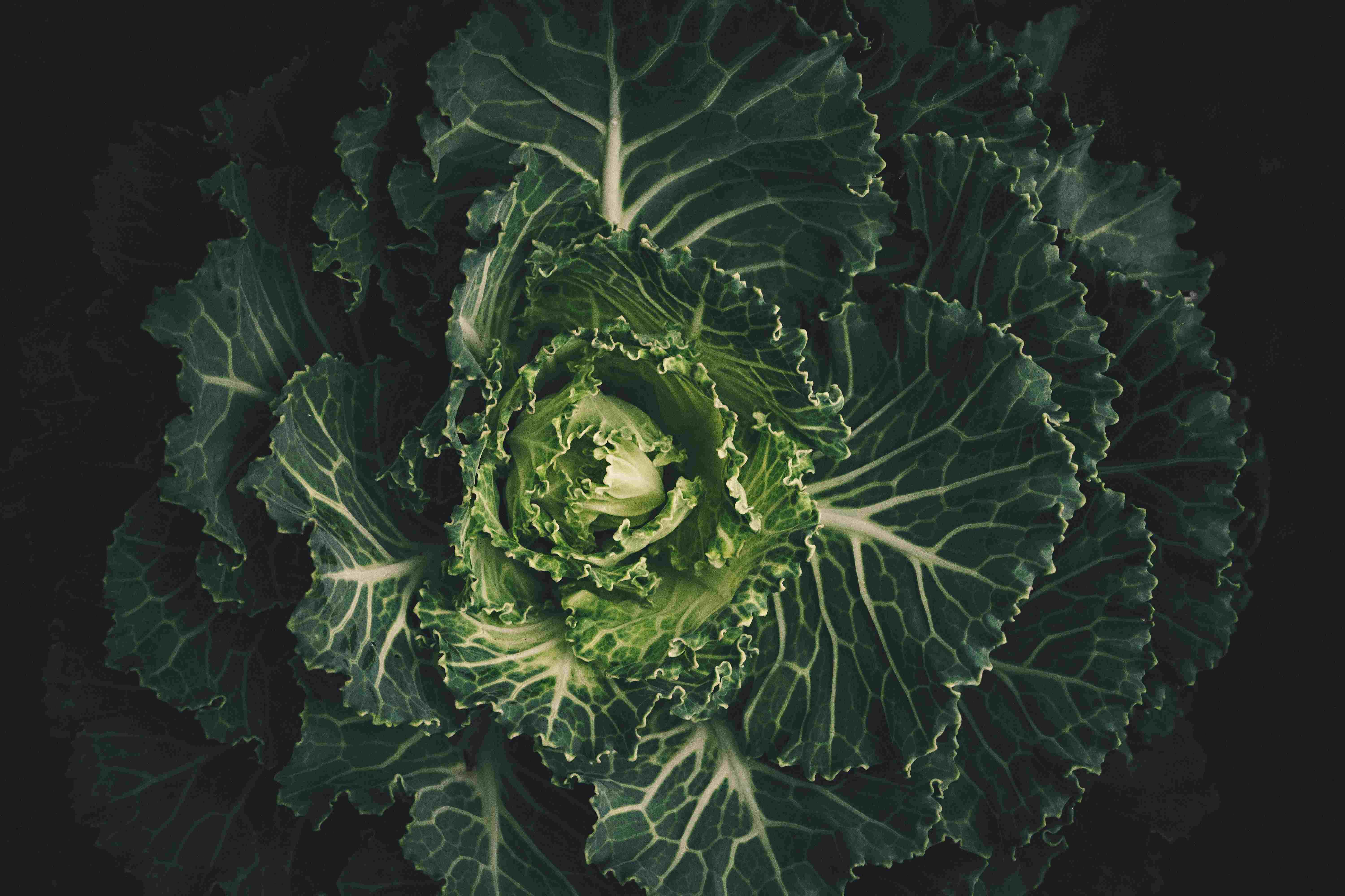 cabbage-image